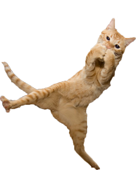 a cat jumping in the air
