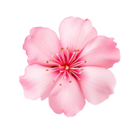 a pink flower on a white background