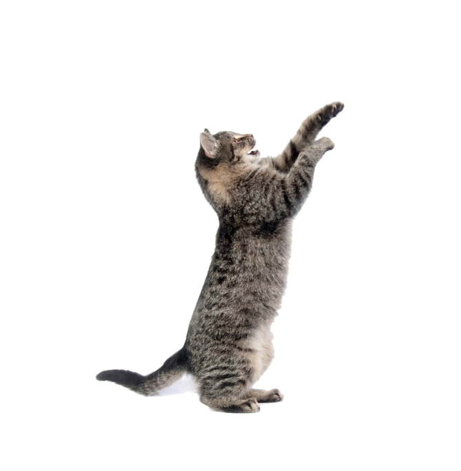 a cat standing on its hinds in the air