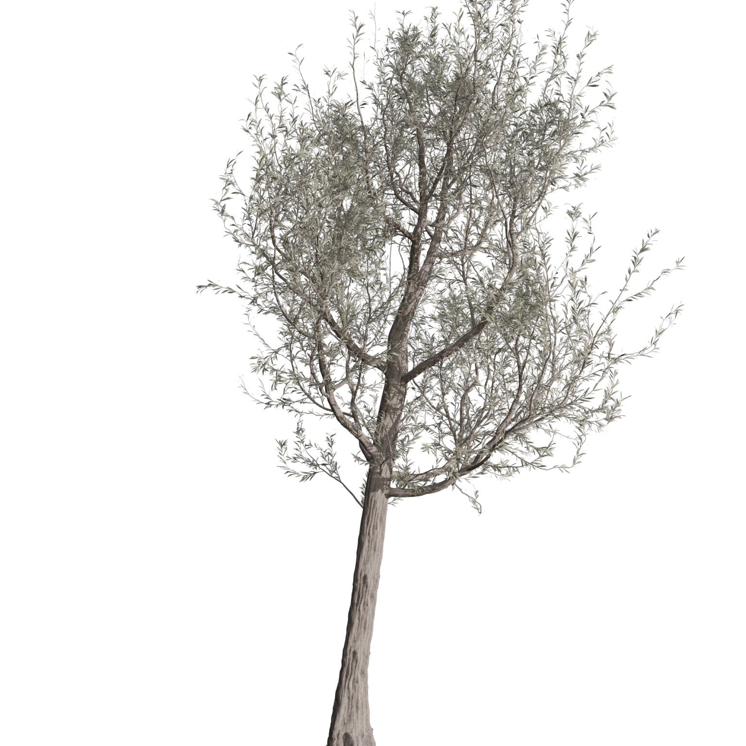an olive tree on a white background