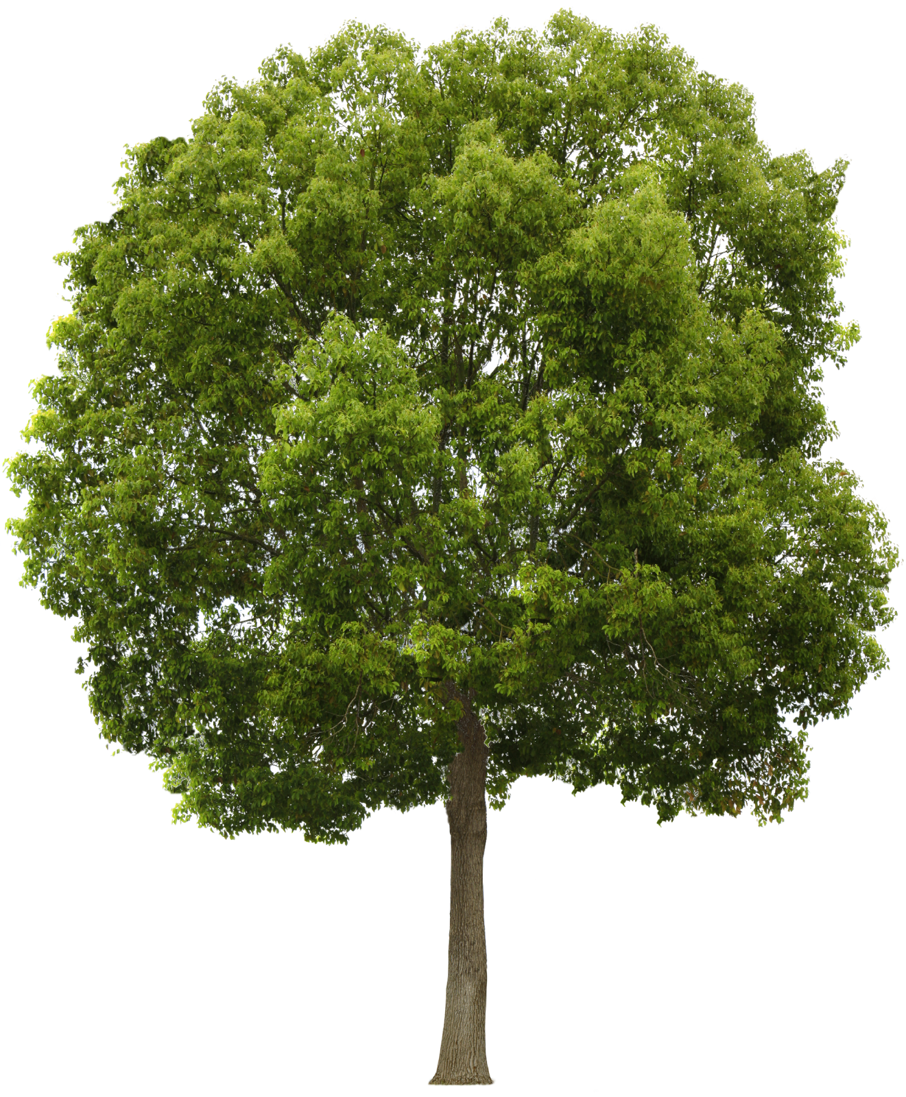 a tree on a white background