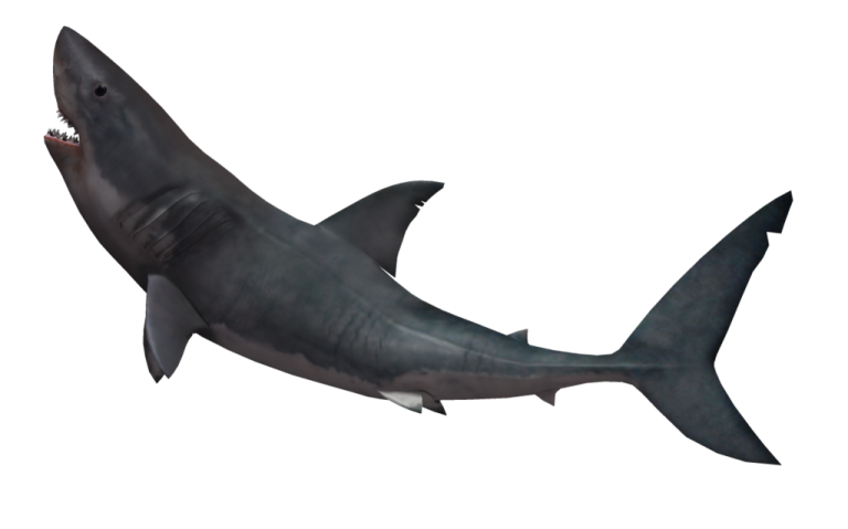 an image of a great white shark