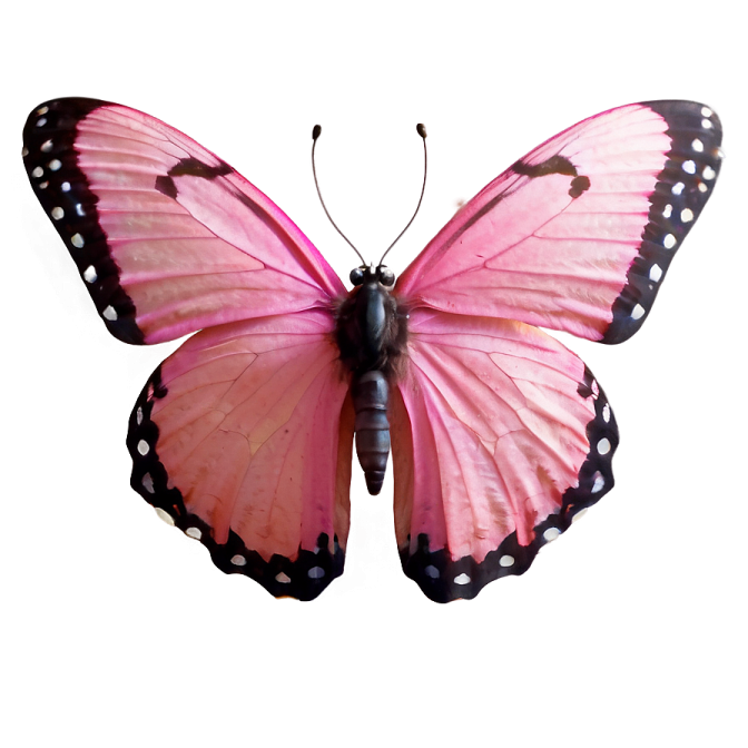 a pink butterfly on a white background