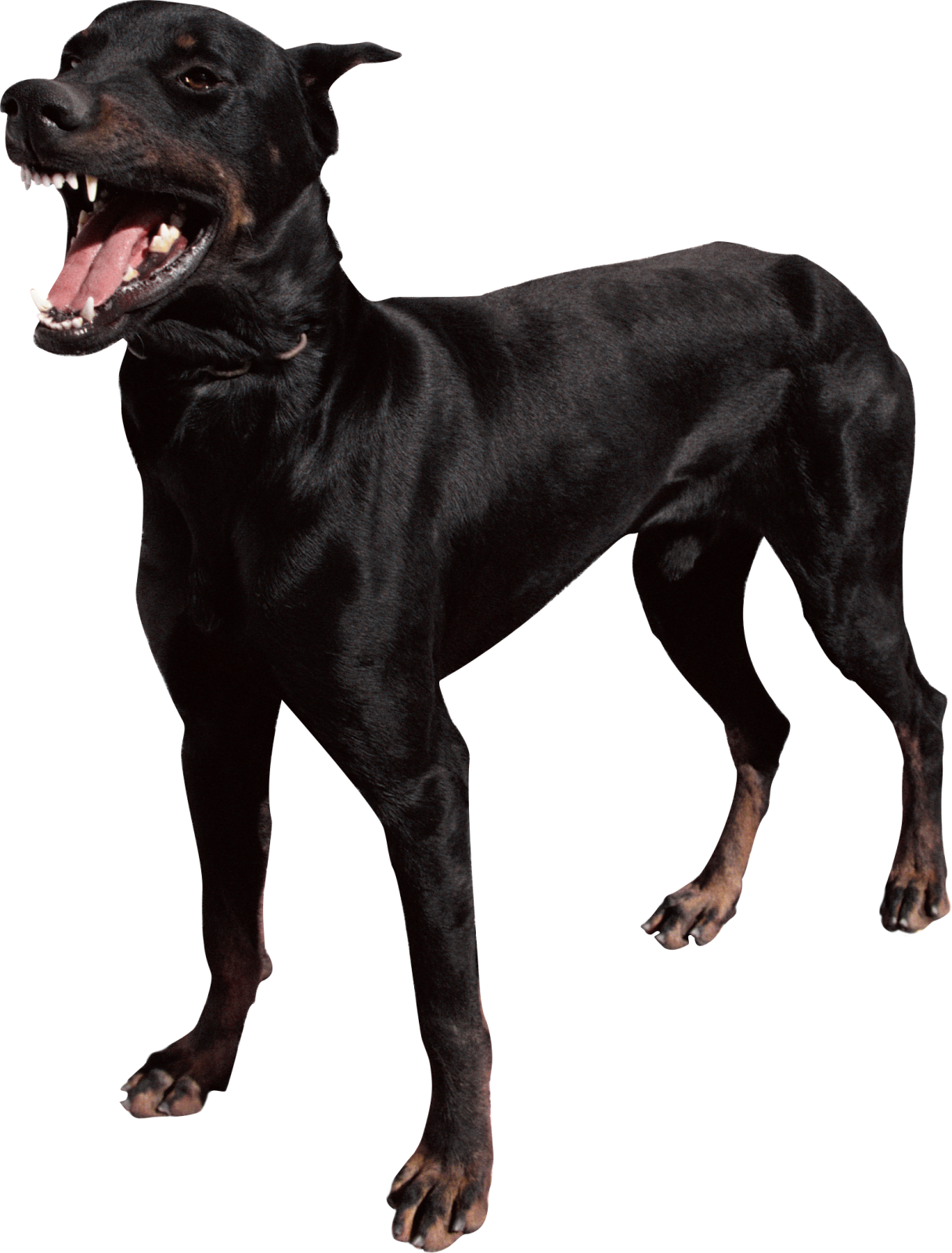 a black dog with its mouth open on a white background