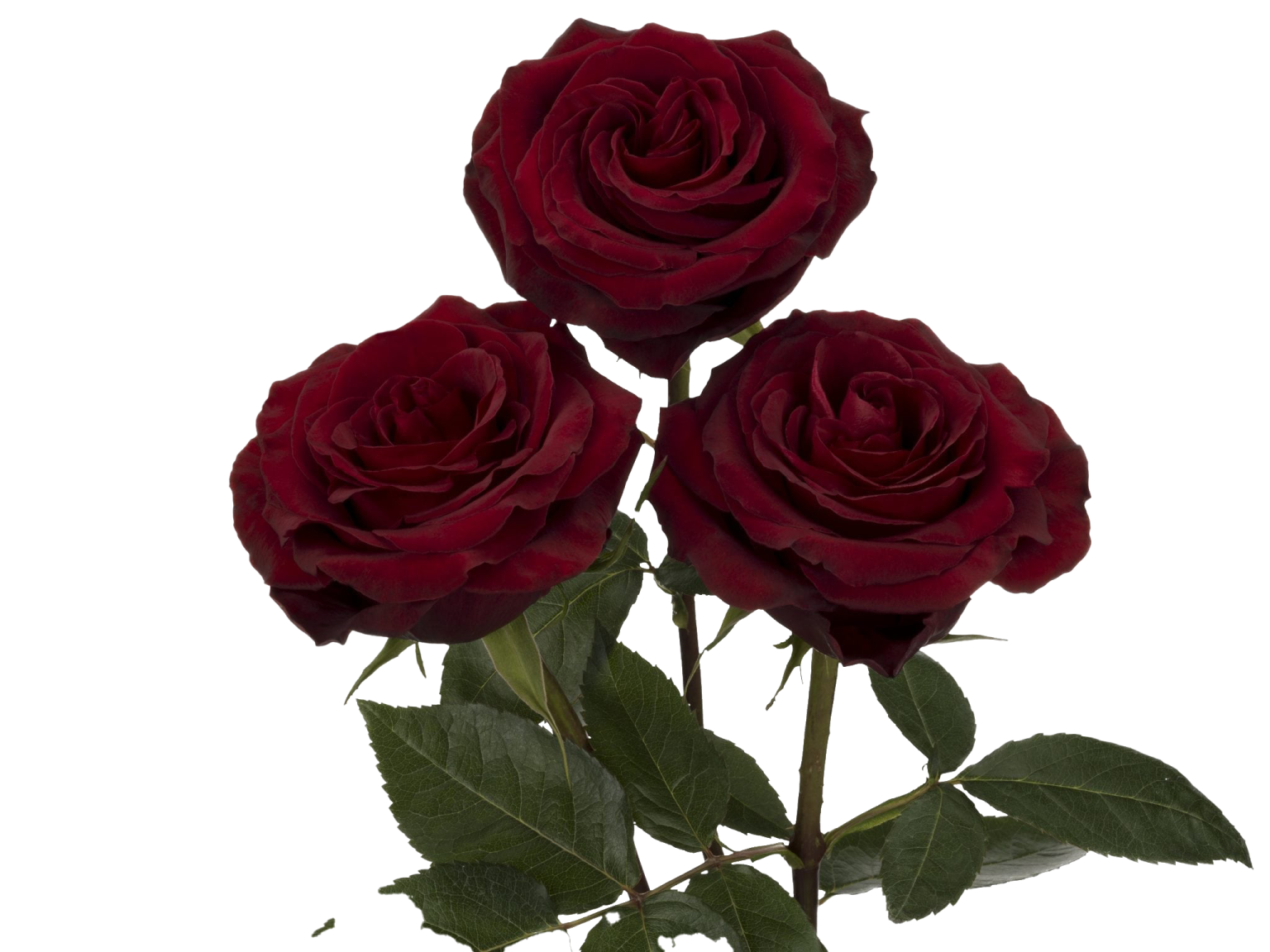 three red roses on a white background