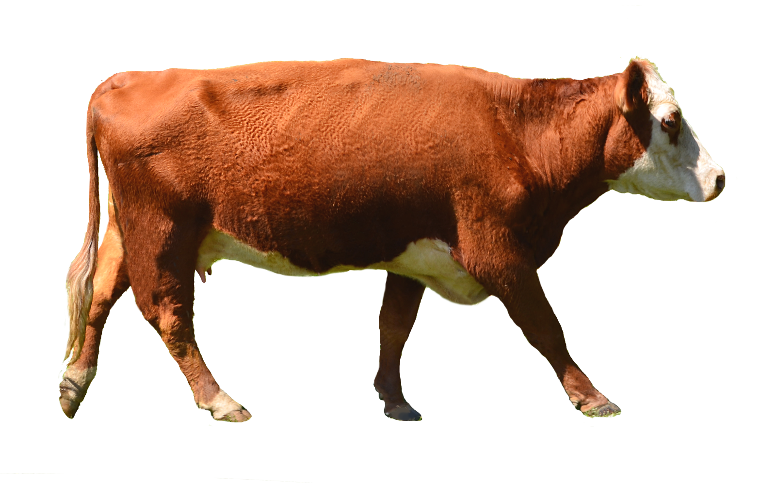 a brown cow walking across a white field