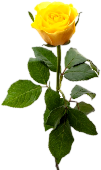 a single yellow rose on a white background