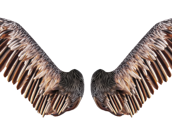 two birds with their wings spread out