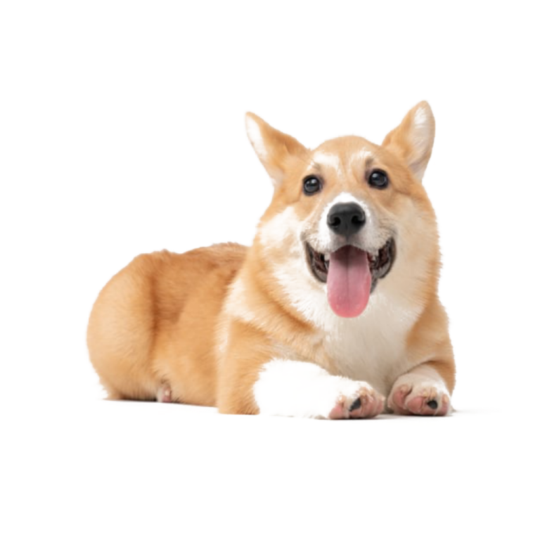 a small dog laying down with its tongue out