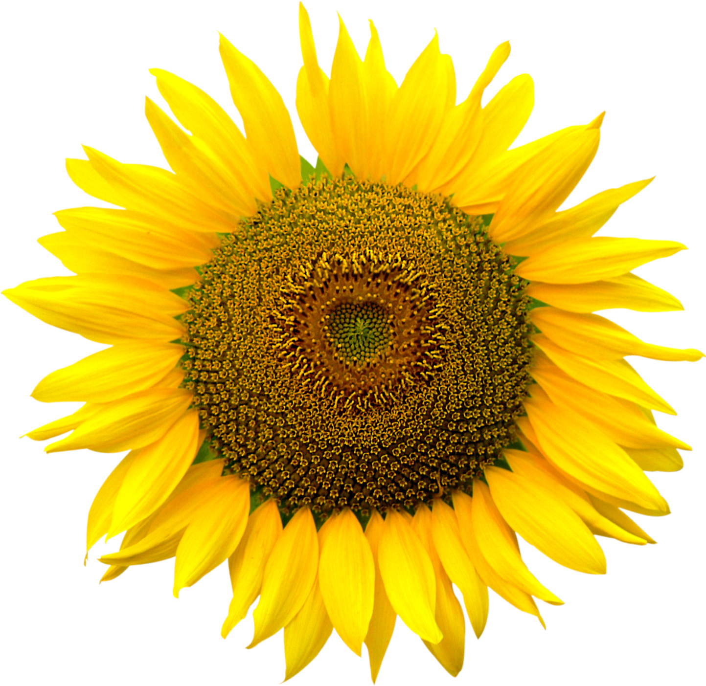 a yellow sunflower on a white background