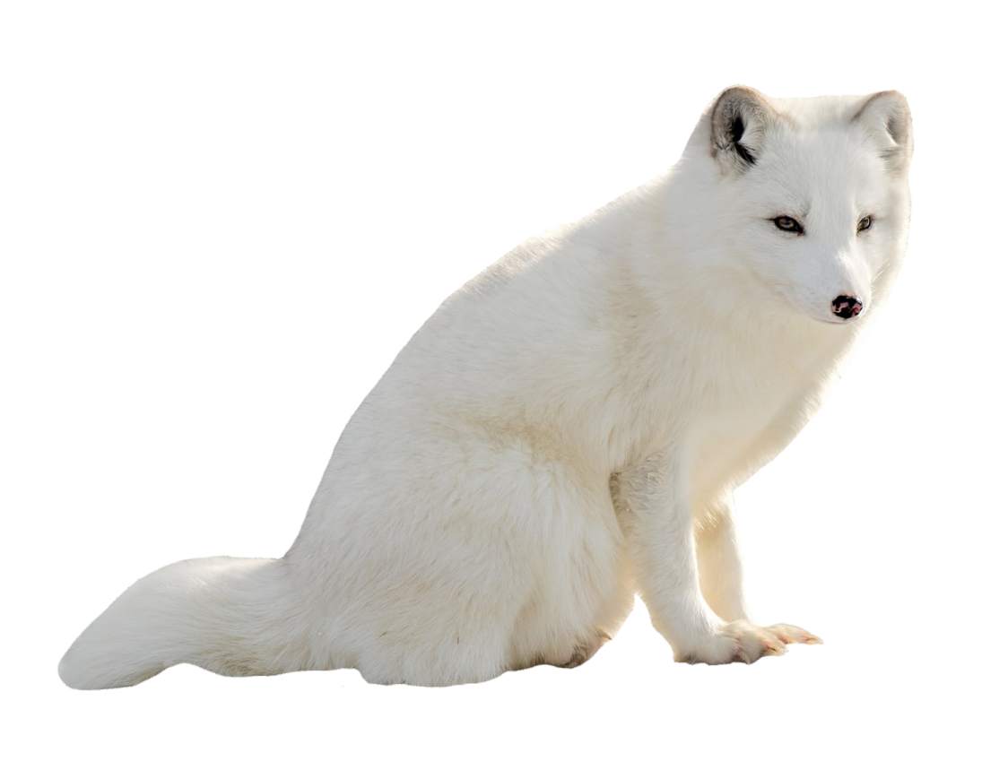 a white fox sitting on the ground