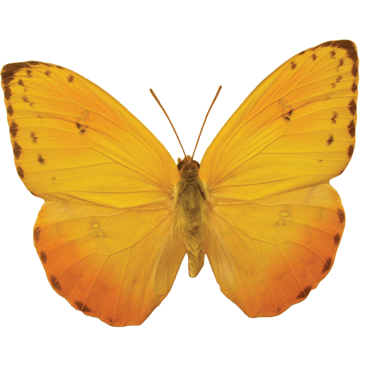 a yellow butterfly on a white background