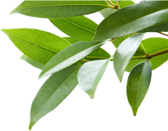 a branch with green leaves on it