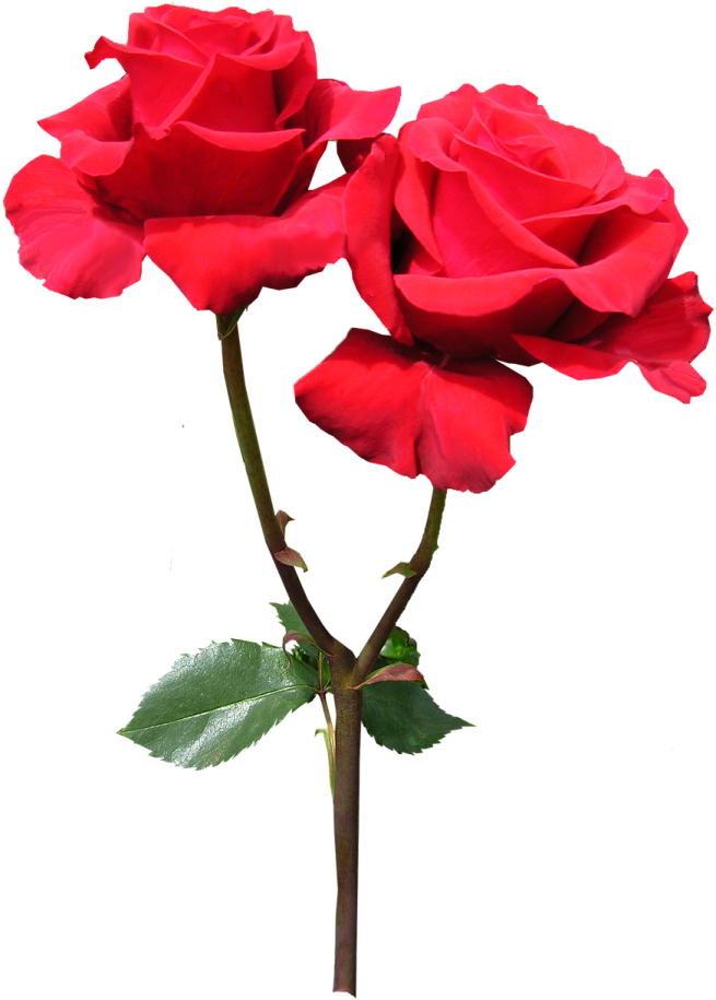 two red roses on a white background