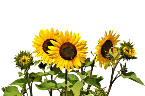 a bunch of sunflowers