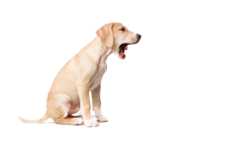a dog sitting on the ground with its mouth open