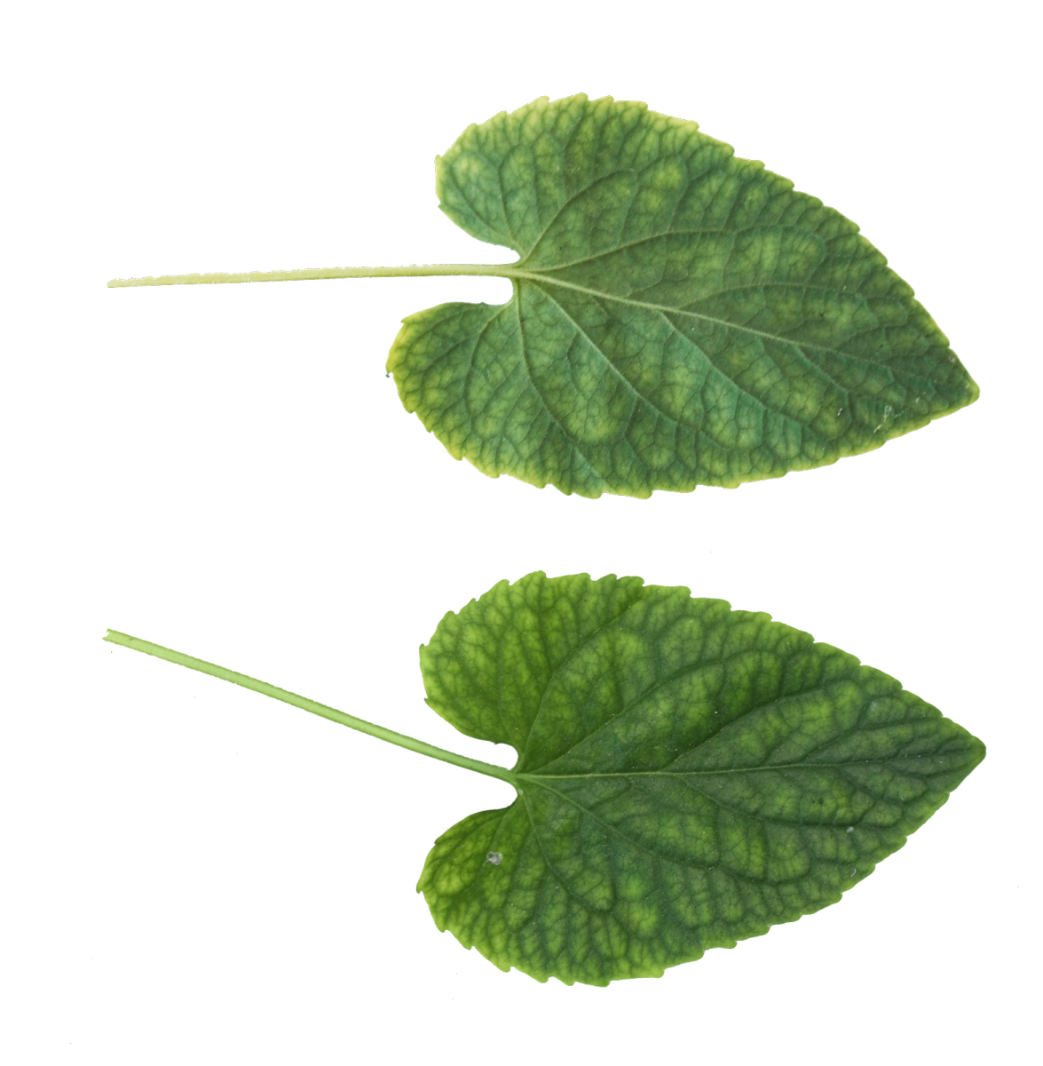two green leaves on a white background