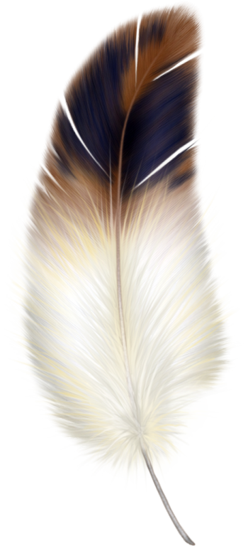 a feather on a white background