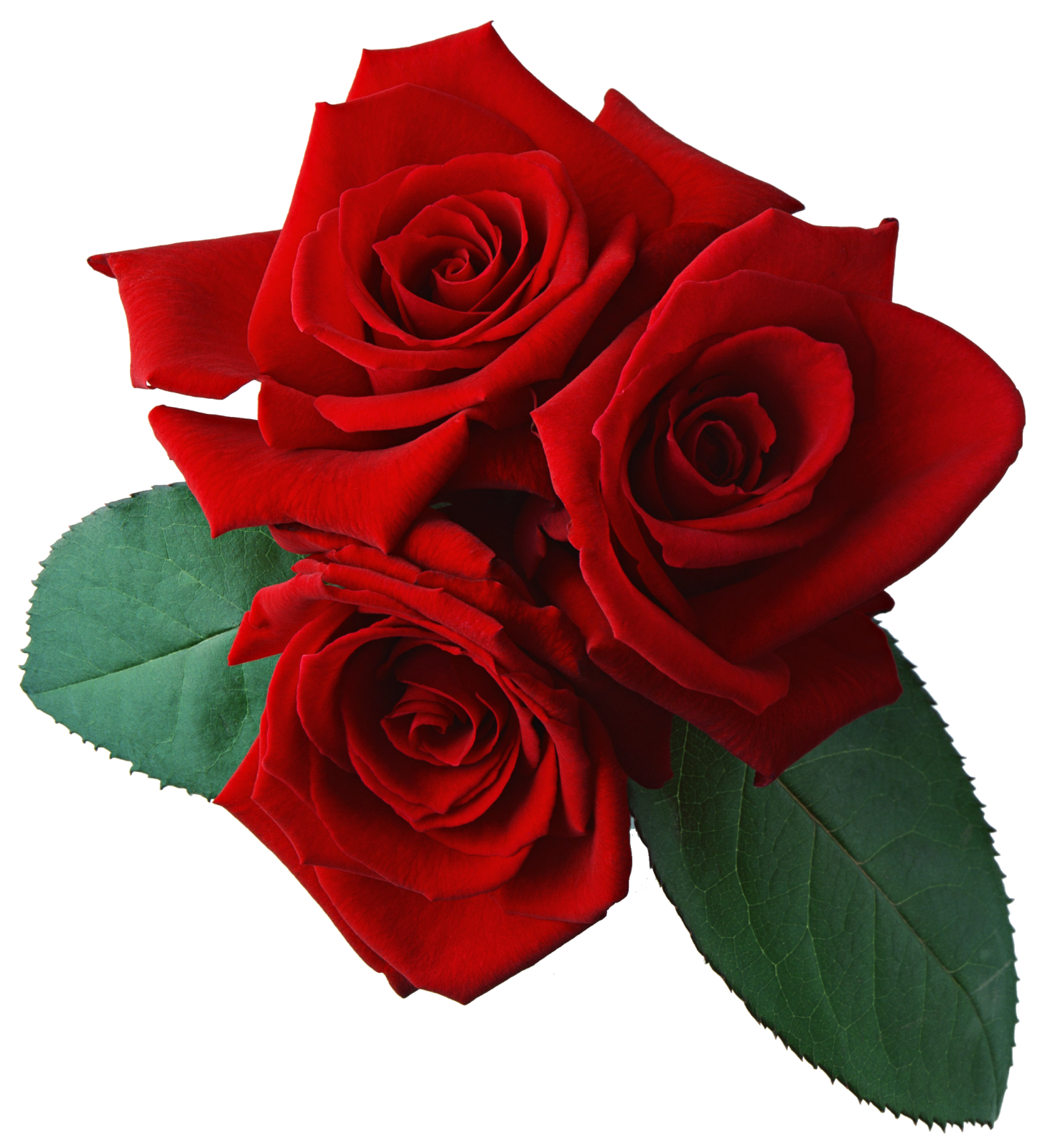 three red roses on a white background
