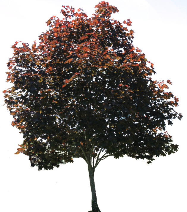 a tree with lots of leaves on it