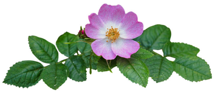 a pink flower with green leaves on it