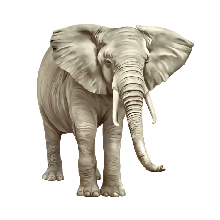 an elephant standing on a white background