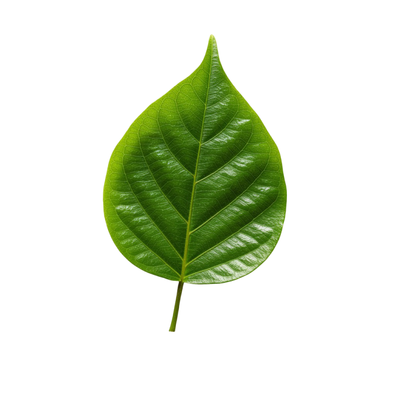 a green leaf on a white background