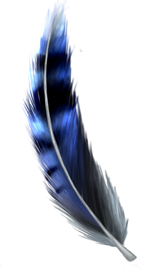 a blue feather on a white background