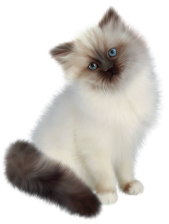 a fluffy cat with blue eyes sitting down