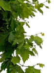 a tree branch with green leaves on it
