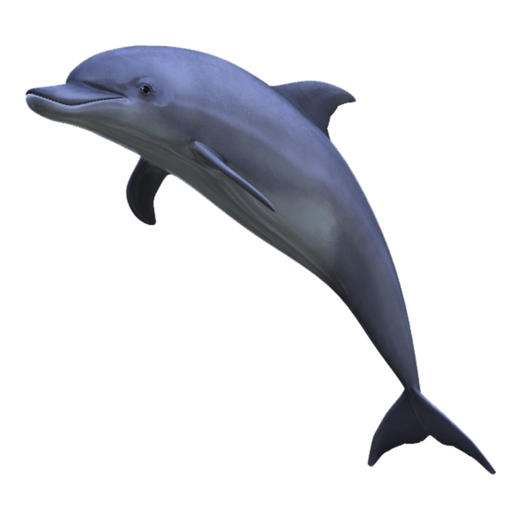 a dolphin jumping in the air on a white background