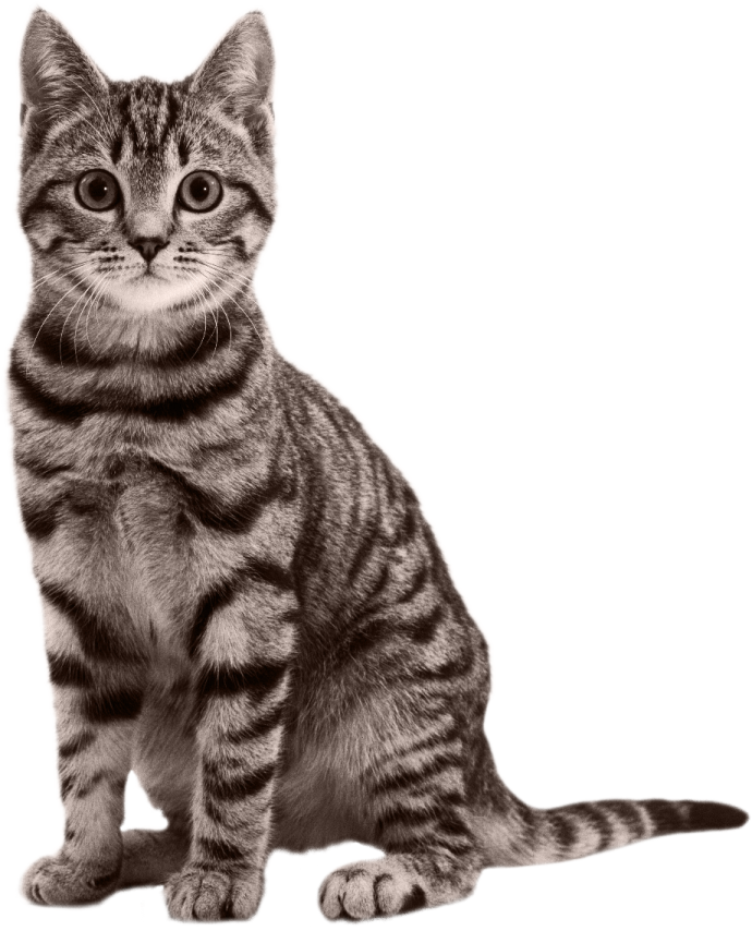 a black and white photo of a kitten