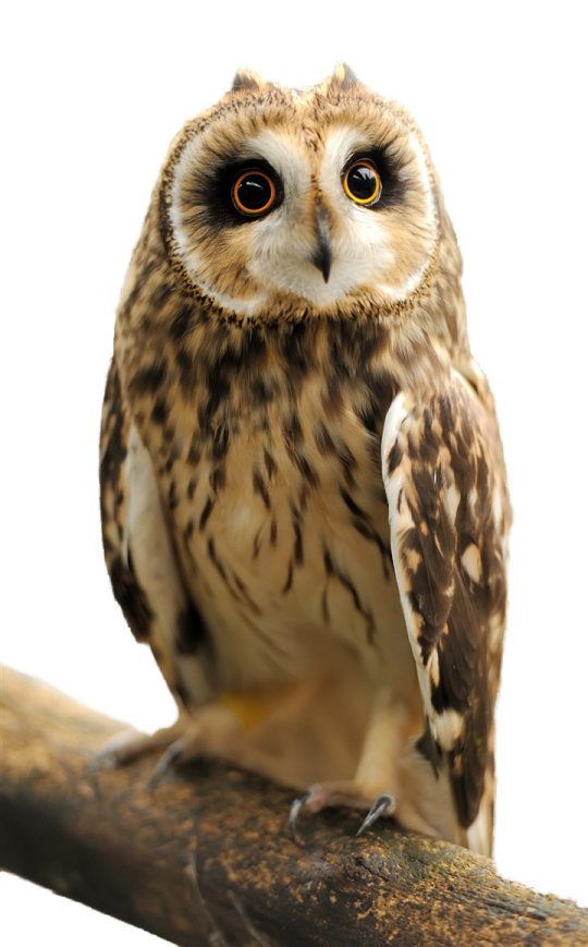 an owl sitting on a branch with its eyes open
