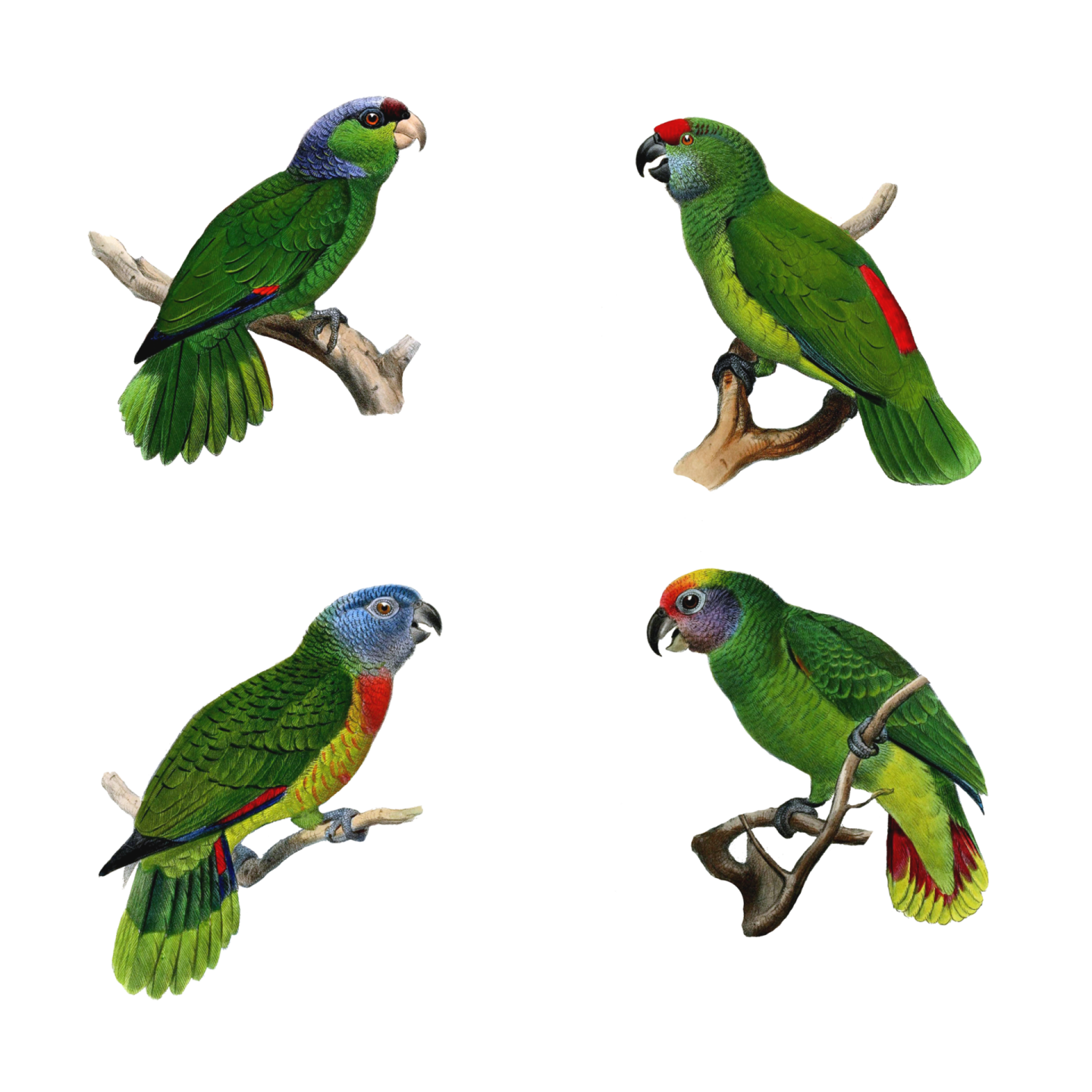 four green parrots sitting on a branch