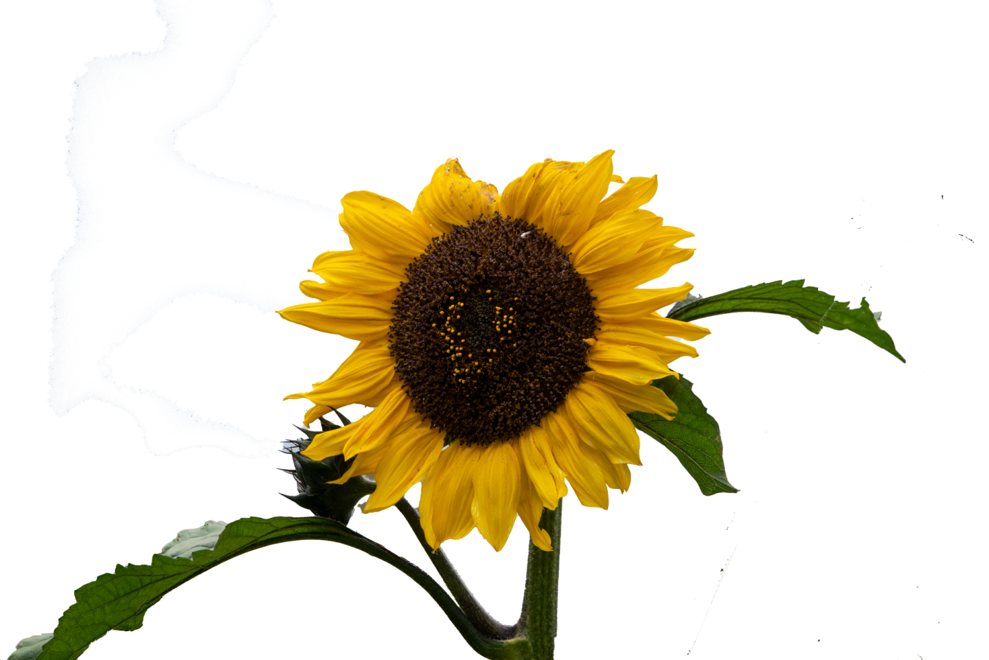 a single sunflower is shown against a white background
