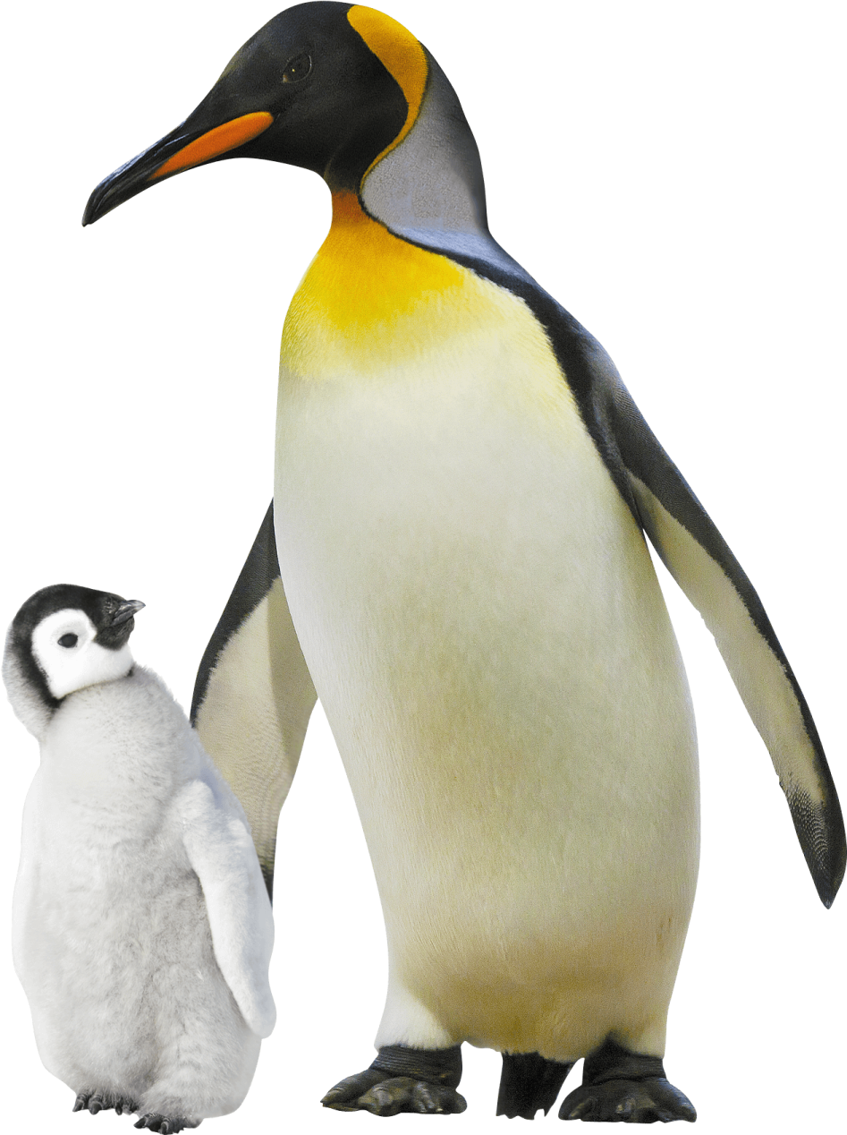 a penguin standing next to a baby penguin