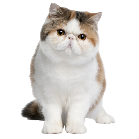 a brown and white cat sitting on the ground