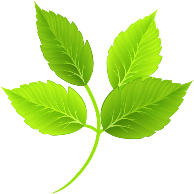 a green leaf on a white background