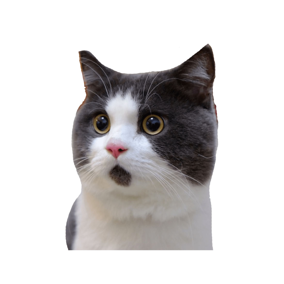 a gray and white cat with yellow eyes