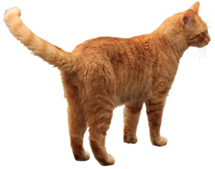 an orange cat standing on a white surface