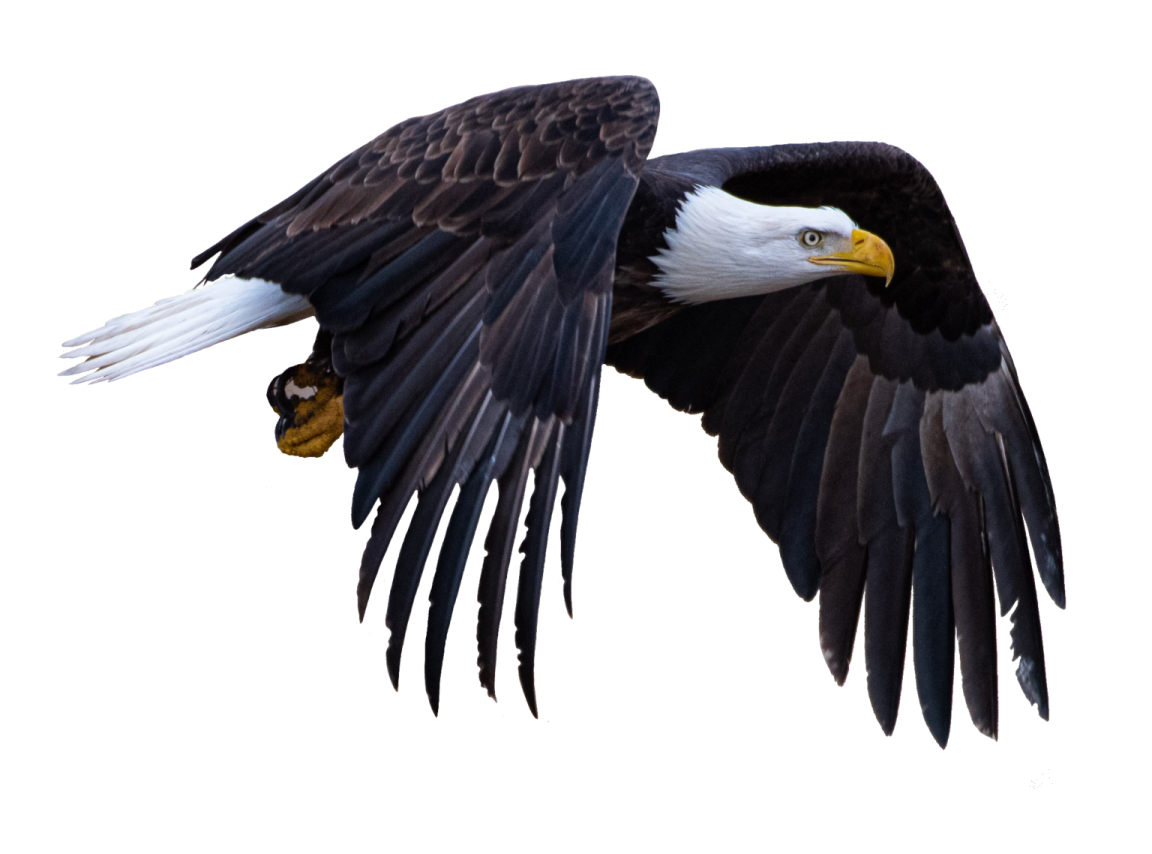 an eagle in flight with its wings spread