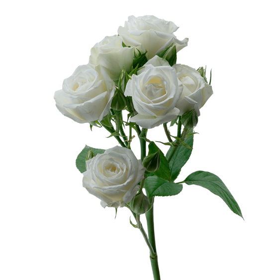 a bunch of white roses on a stem