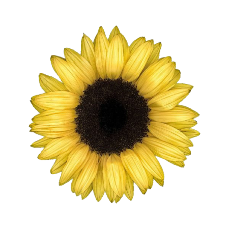 a sunflower on a white background