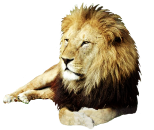 a lion laying down on the ground