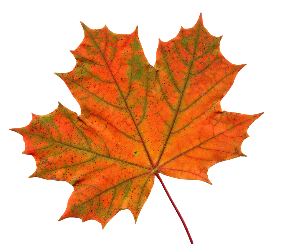 an orange maple leaf on a white background