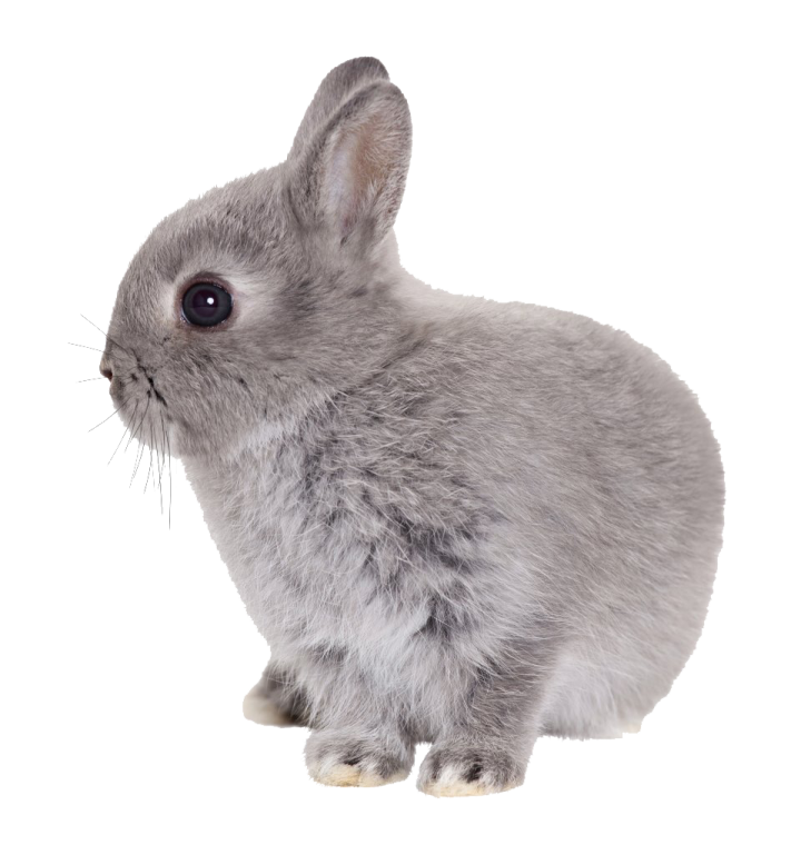 a gray rabbit sitting on a white background