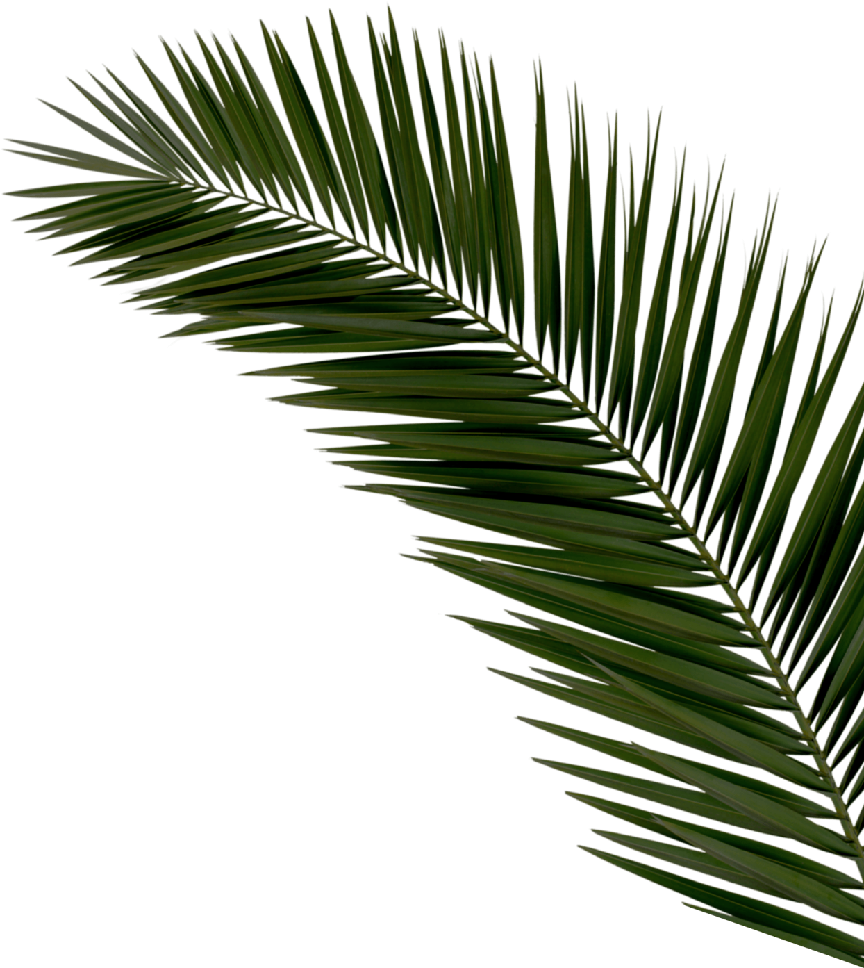 a palm leaf on white background