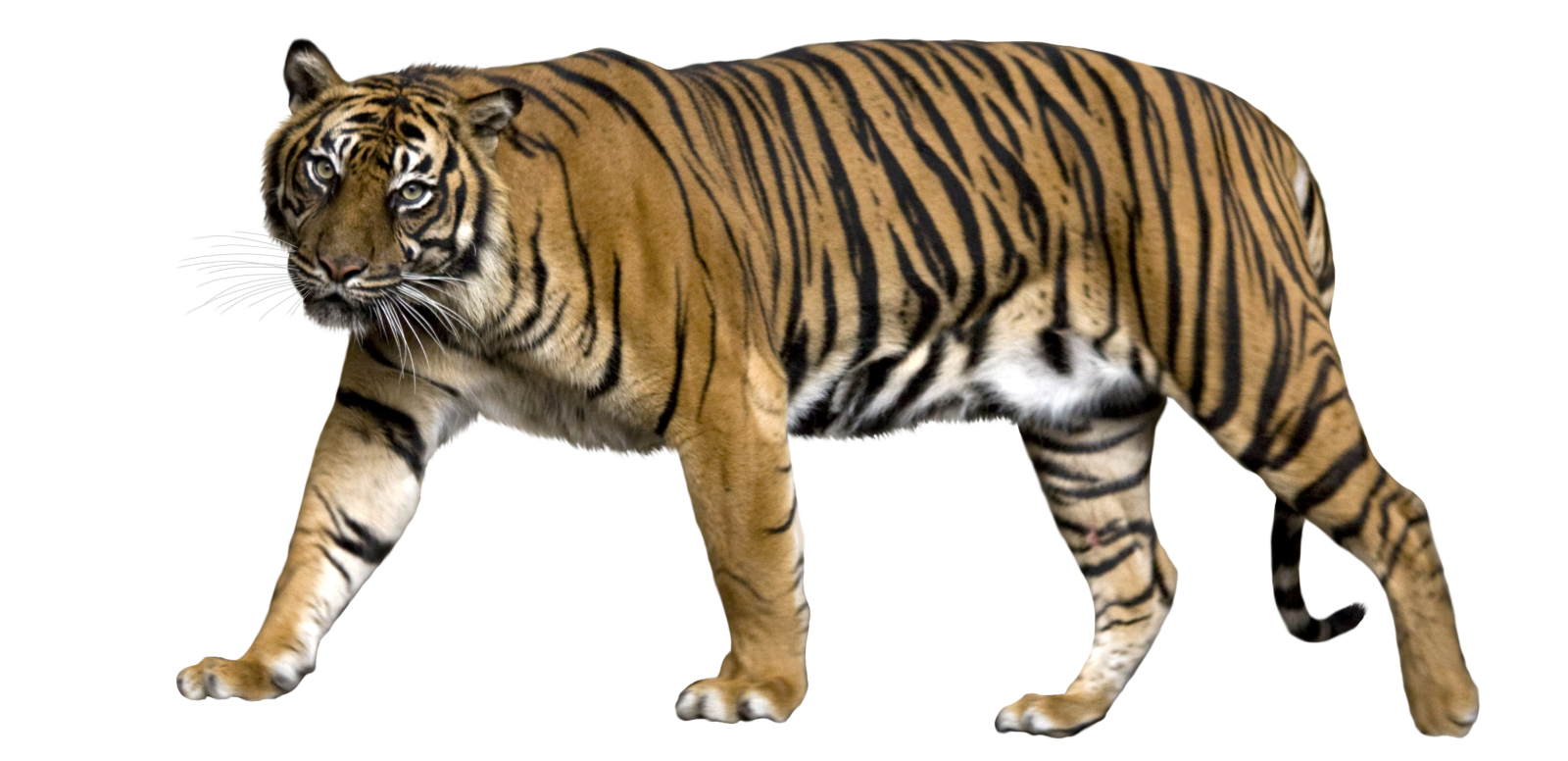 a tiger walking on a white background
