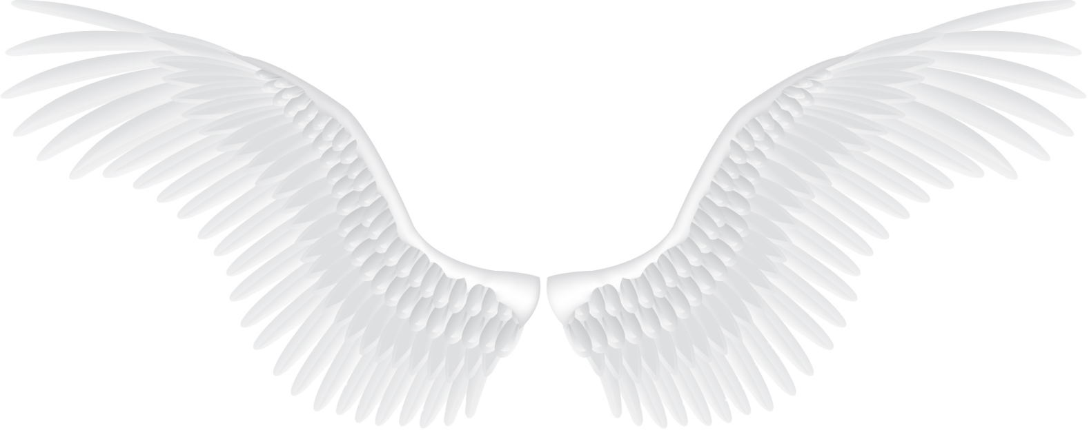 white wings on a white background
