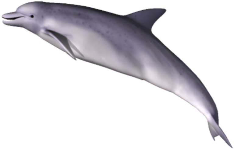a dolphin swimming in the ocean
